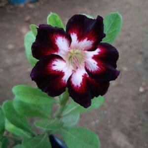 Image of Adenium Black Swan