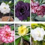 Adenium plant's Bundle