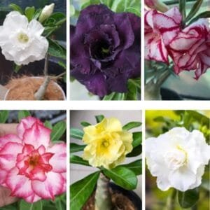 Image of Adenium plant's Bundle