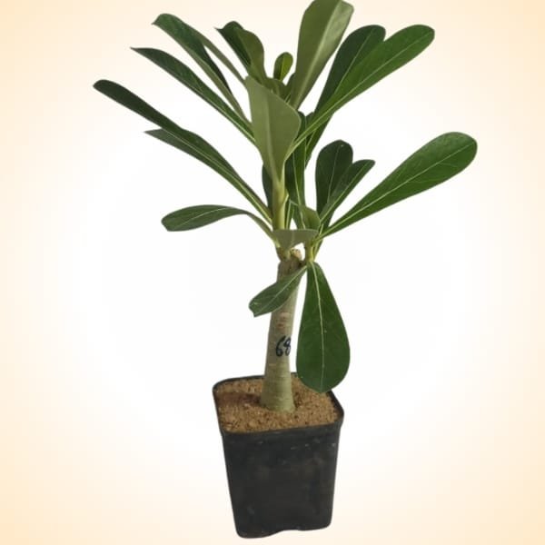 Adenium Berry Noier