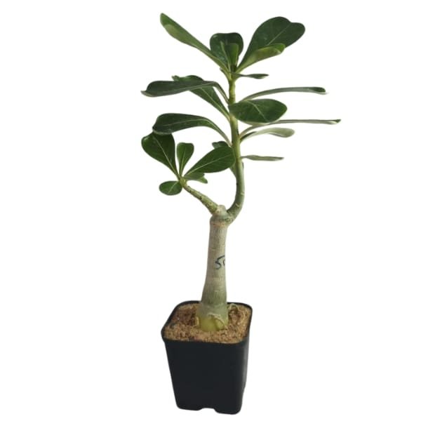 Adenium plant