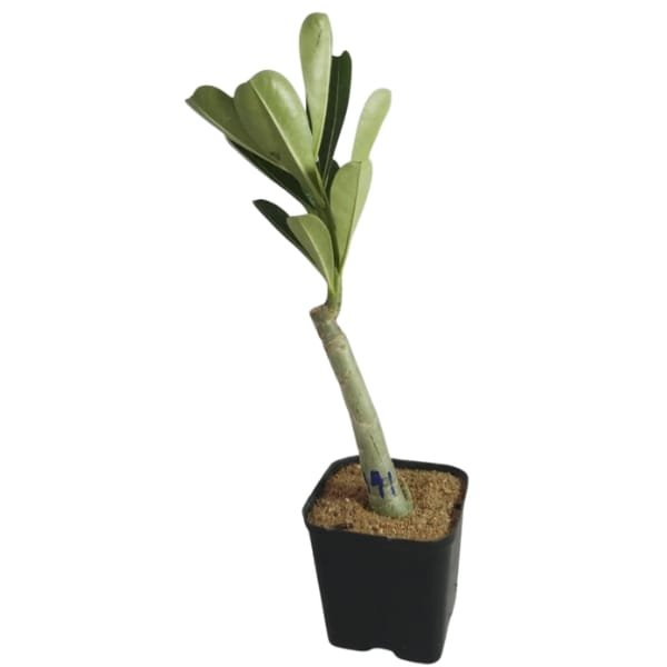 Ultimates Adenium Combo | Plantzone - Image 4