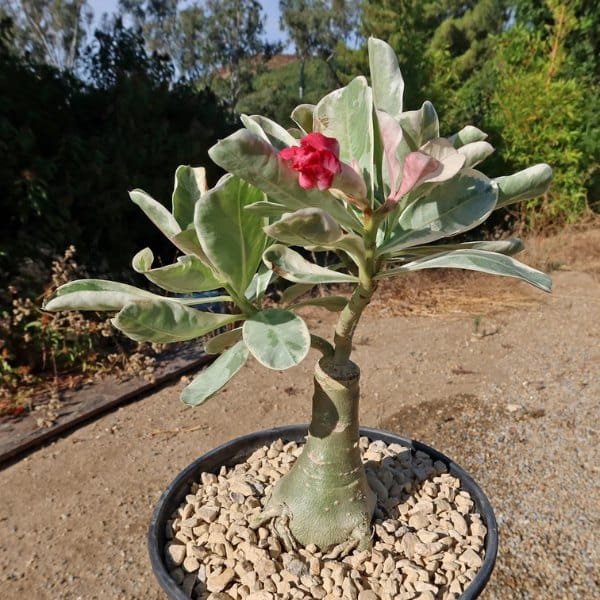 Image of Adenium King Variegated