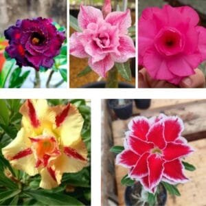Image of 5 Adenium Combo |