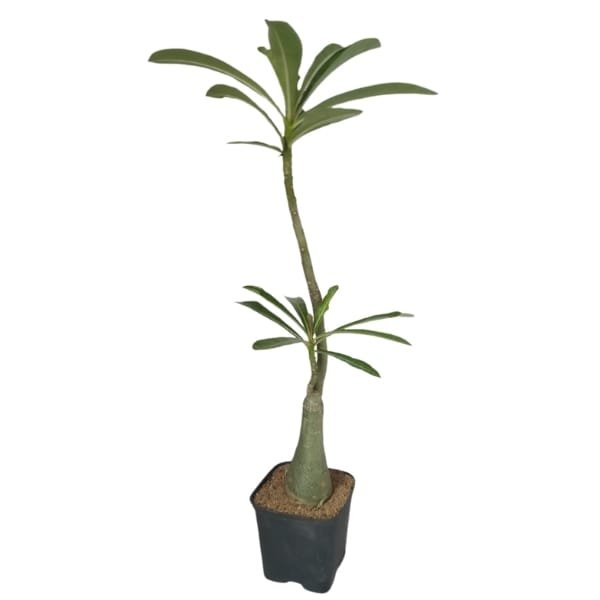 Adenium hassadee Thep - Image 3