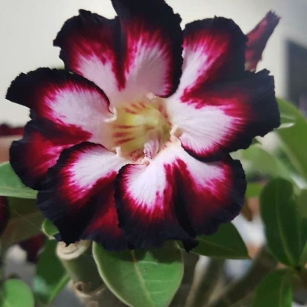 Image of Adenium Black Swan