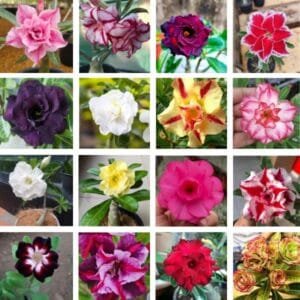 Image of Ultimates Adenium Combo