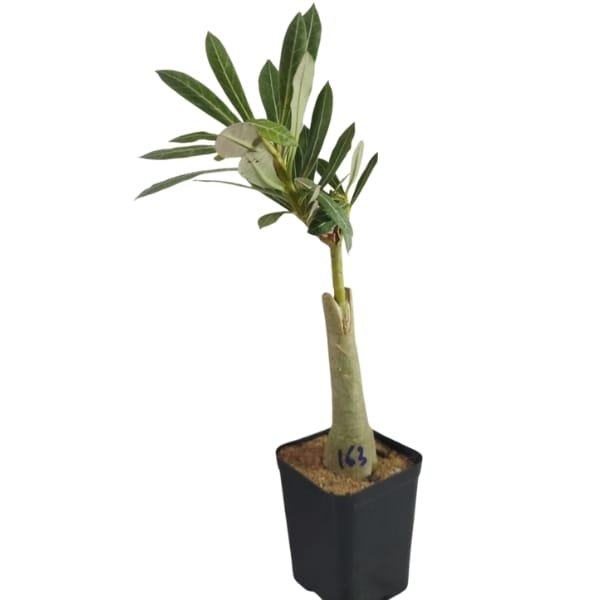 Adenium Fire Opal plant - Image 2