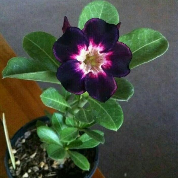 Image of Adenium Black Swan