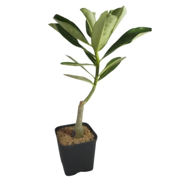 Adenium Country Rose - Image 2
