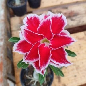 Image of Adenium Santha Claus