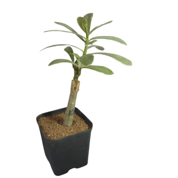 Adenium Santha Claus - Image 2