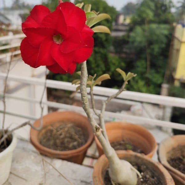 Adenium Miss Mosco - Image 2