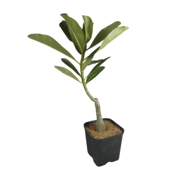 Adenium Siam Blue Success - Image 3