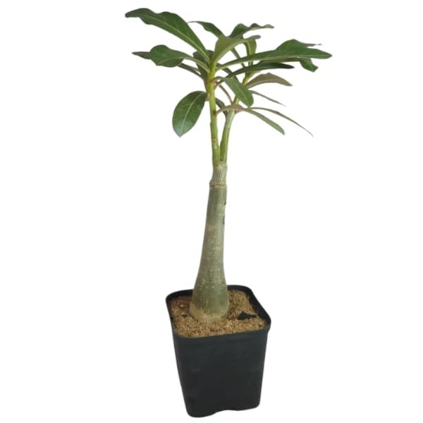 Ultimates Adenium Combo | Plantzone - Image 9