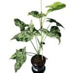 Image of Syngonium Mojito