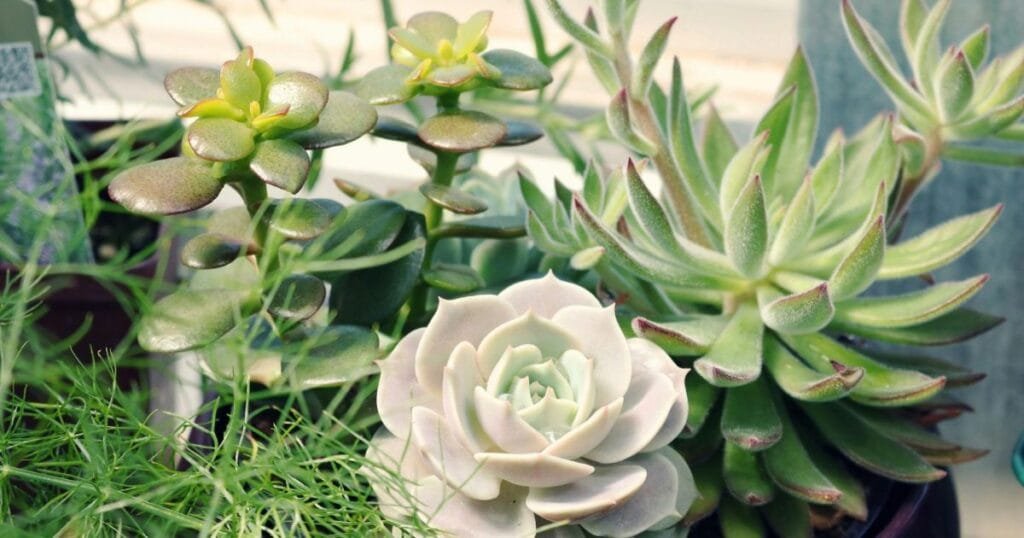 Varieties of Succulent Plants