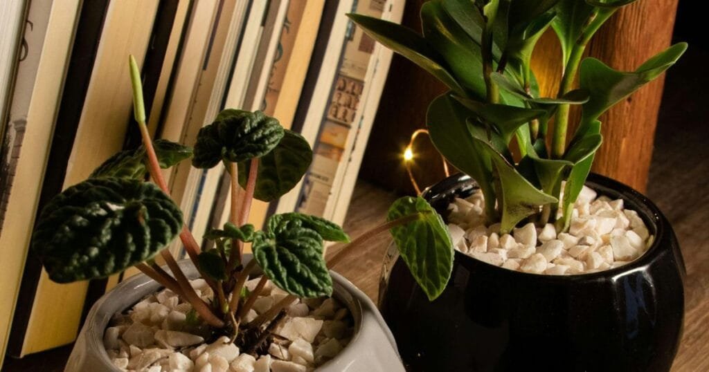 Peperomia Plants
