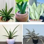 Rare Sansevieria Collection | plantzone