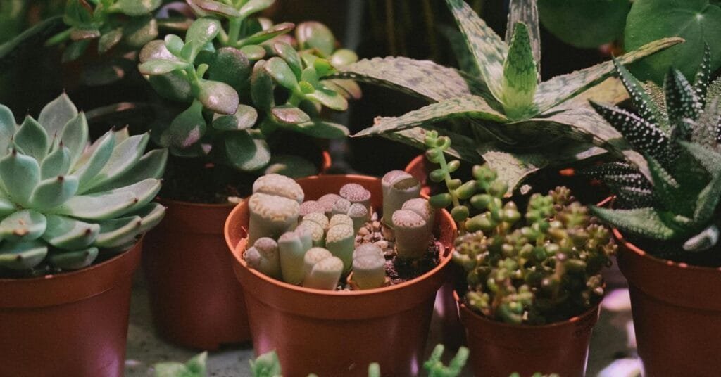 Succulent Plants for Indoors