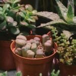 Succulent Plants for Indoors