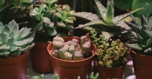 Succulent Plants for Indoors