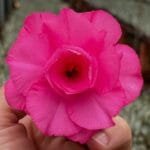 Adenium Hussade Pink