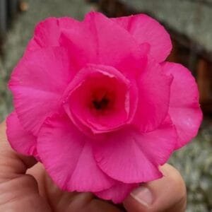 Image of Adenium Hussade Pink