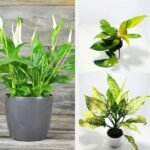 Tranquil Trio Plants Bundle