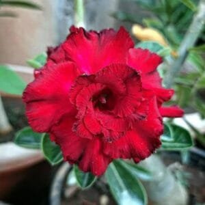 Image of Adenium Miss Mosco