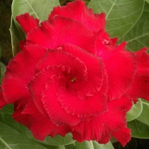Image of Adenium Miss Mosco