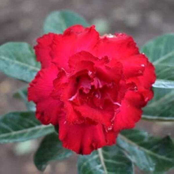 Image of Adenium Miss Mosco