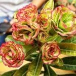 Adenium Fire Opal plant