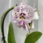 Phalaenopsis Secret Message | Plantzone