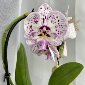 Image of Phalaenopsis Secret Message