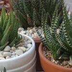 Zebra Plants