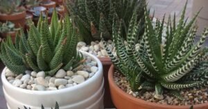 Zebra Plants