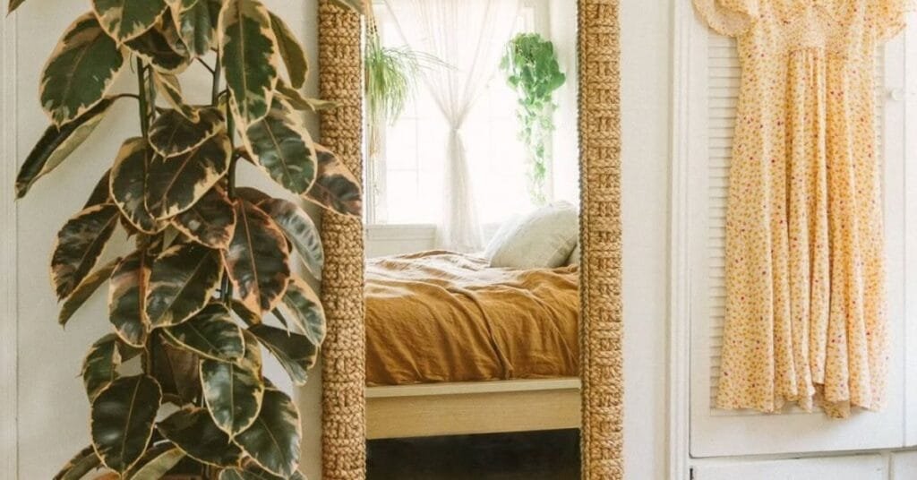 Rubber Plant in bedroom