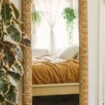 Rubber Plant in bedroom