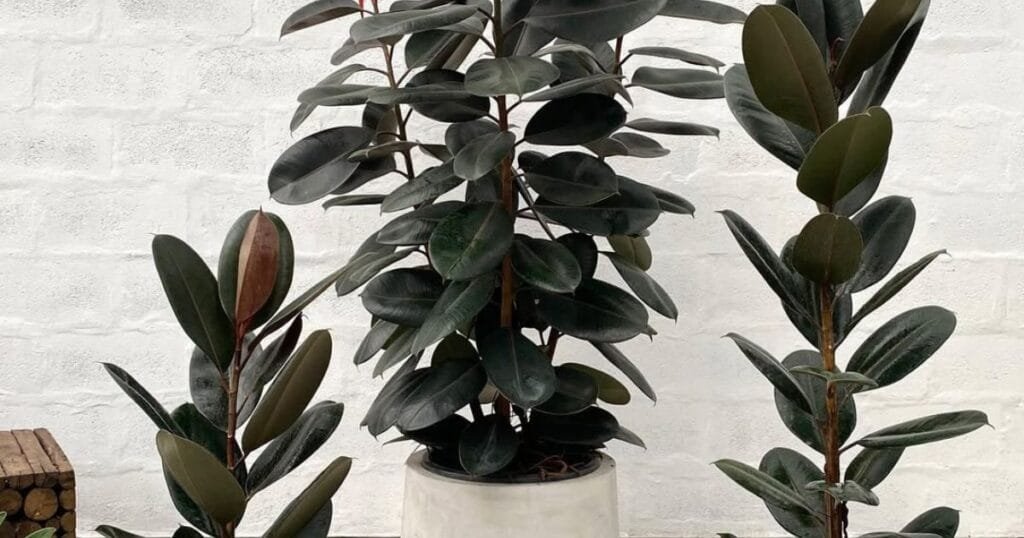 Rubber Plants for indoors