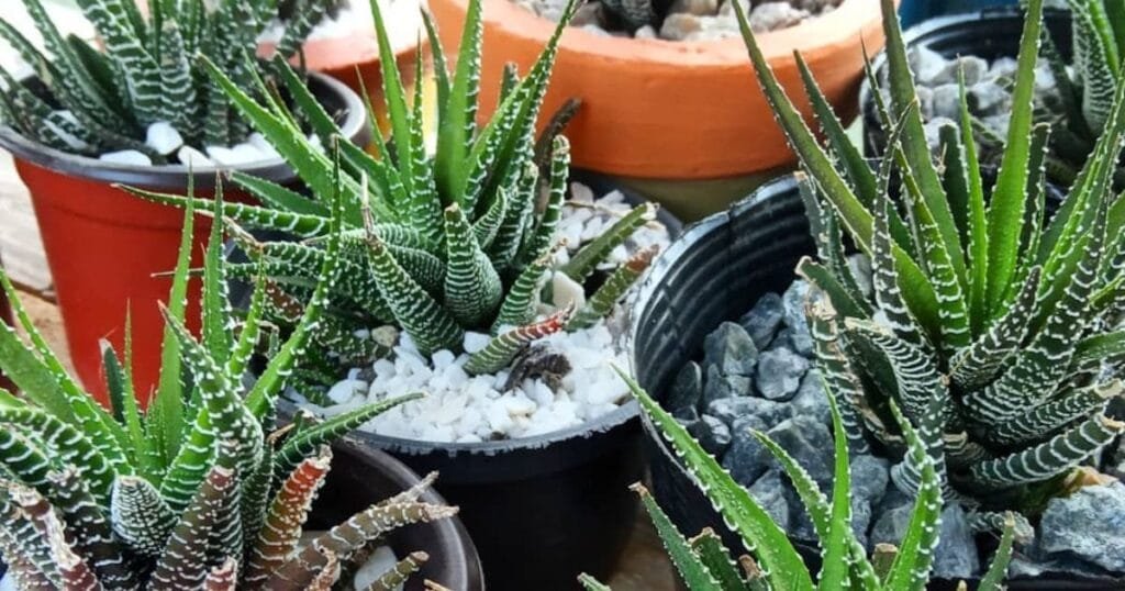 Zebra Plants in Garden