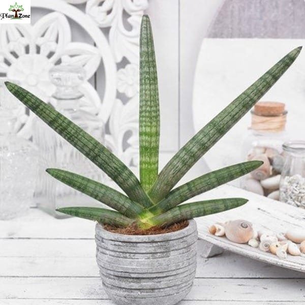 Image of Sansevieria Boncel Hybrids
