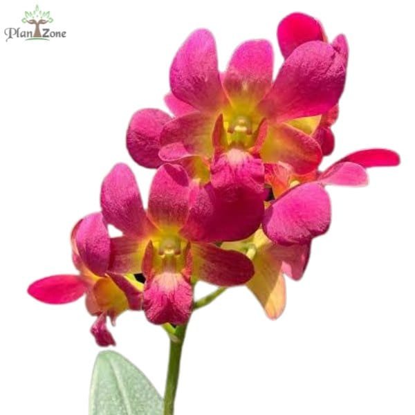 Image of Dendrobium Imelda x Burana Jade