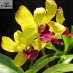 Image of Dendrobium Thongchai Gold 'KP