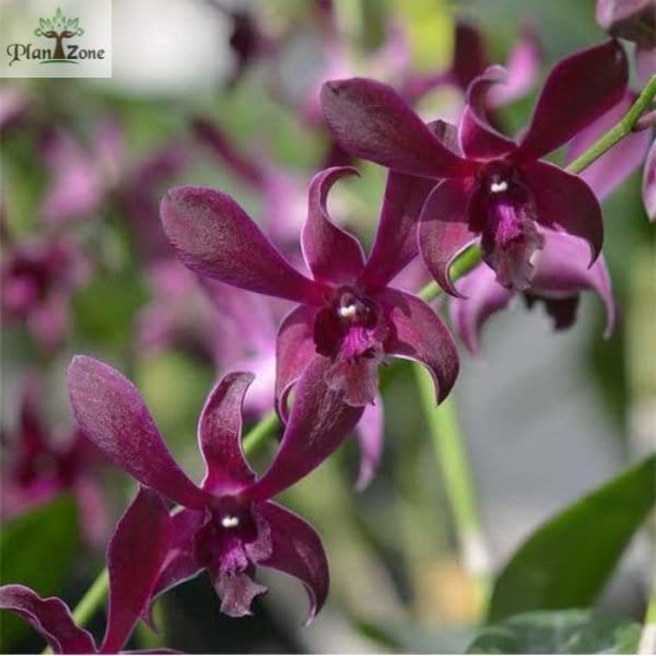 Dendrobium Caesar Red Premium - Image 3