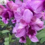 Image of Dendrobium King Dragon Stripe