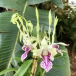 Dendrobium Rabbit Pink Premium