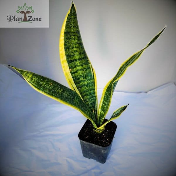 Image of Sansevieria Superba.
