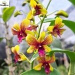 Image of Dendrobium Thongchai Gold 'Pinwattana Splash'