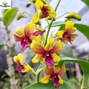 Image of Dendrobium Thongchai Gold 'Pinwattana Splash'